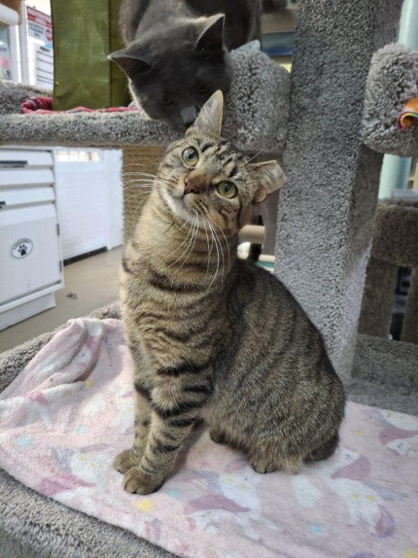 Allie AND Prince, Adoptable, Kitten Female Domestic Short Hair.