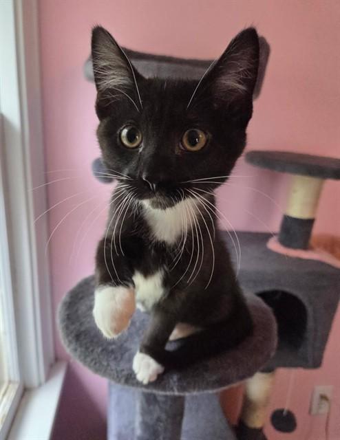 LITTLE TUX, Adoptable, Kitten Male Domestic Short Hair.
