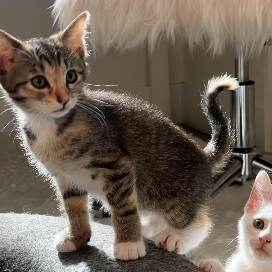 Chiquitita, Adoptable, Young Female Domestic Short Hair.
