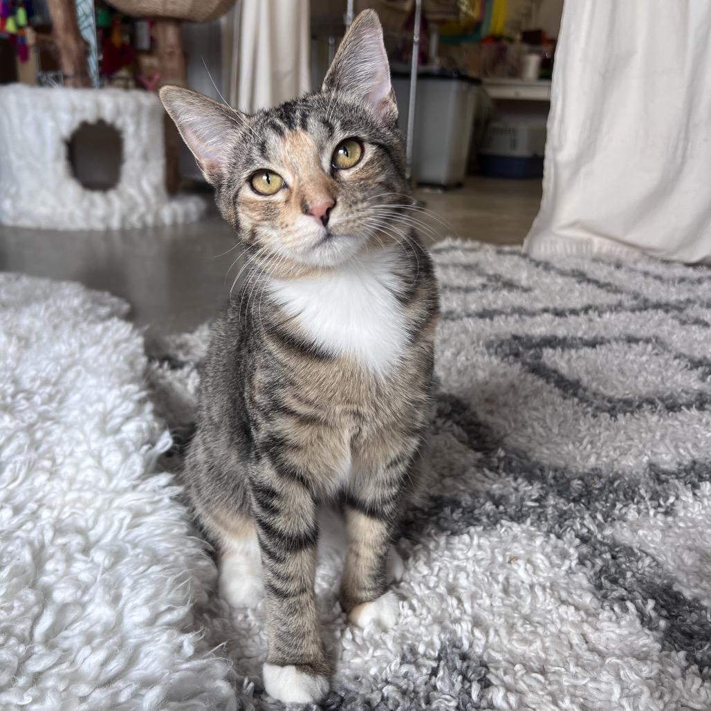 Enlarge Chiquitita, a Adoptable Domestic Short Hair in Juno Beach, FL image 2/4