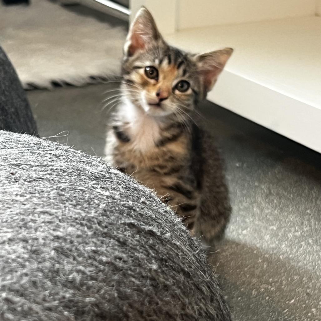 Enlarge Chiquitita, a Adoptable Domestic Short Hair in Juno Beach, FL image 3/4