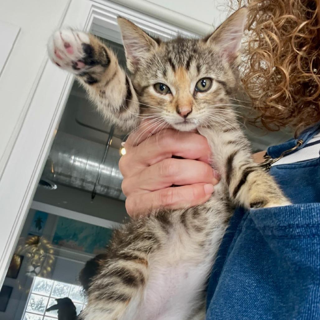 Enlarge Chiquitita, a Adoptable Domestic Short Hair in Juno Beach, FL image 4/4