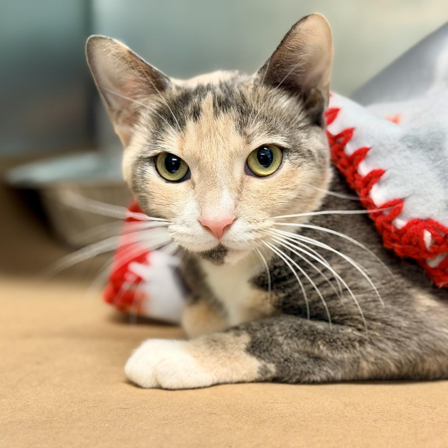 Enlarge Fate, a ADOPTABLE Domestic Short Hair in Jackson, NJ image 1/2