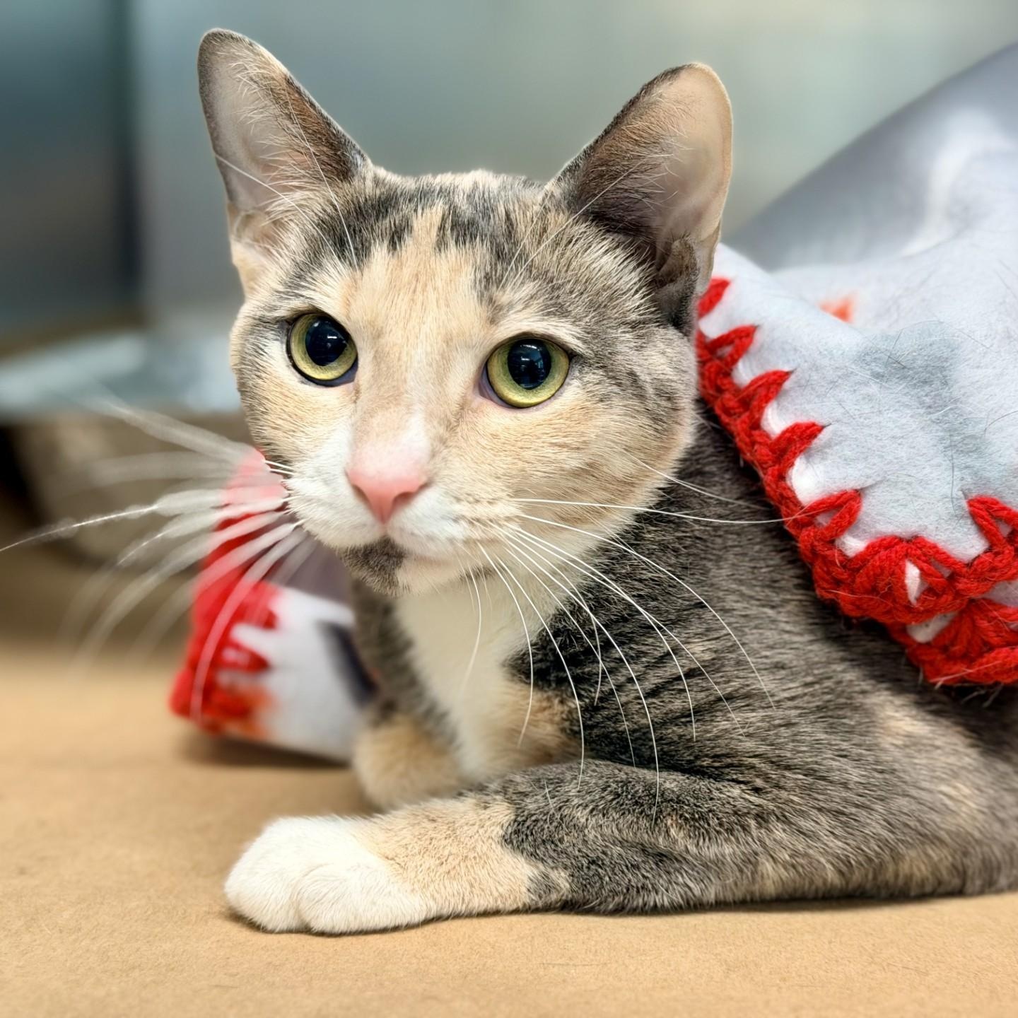 Enlarge Fate, a ADOPTABLE Domestic Short Hair in Jackson, NJ image 2/2