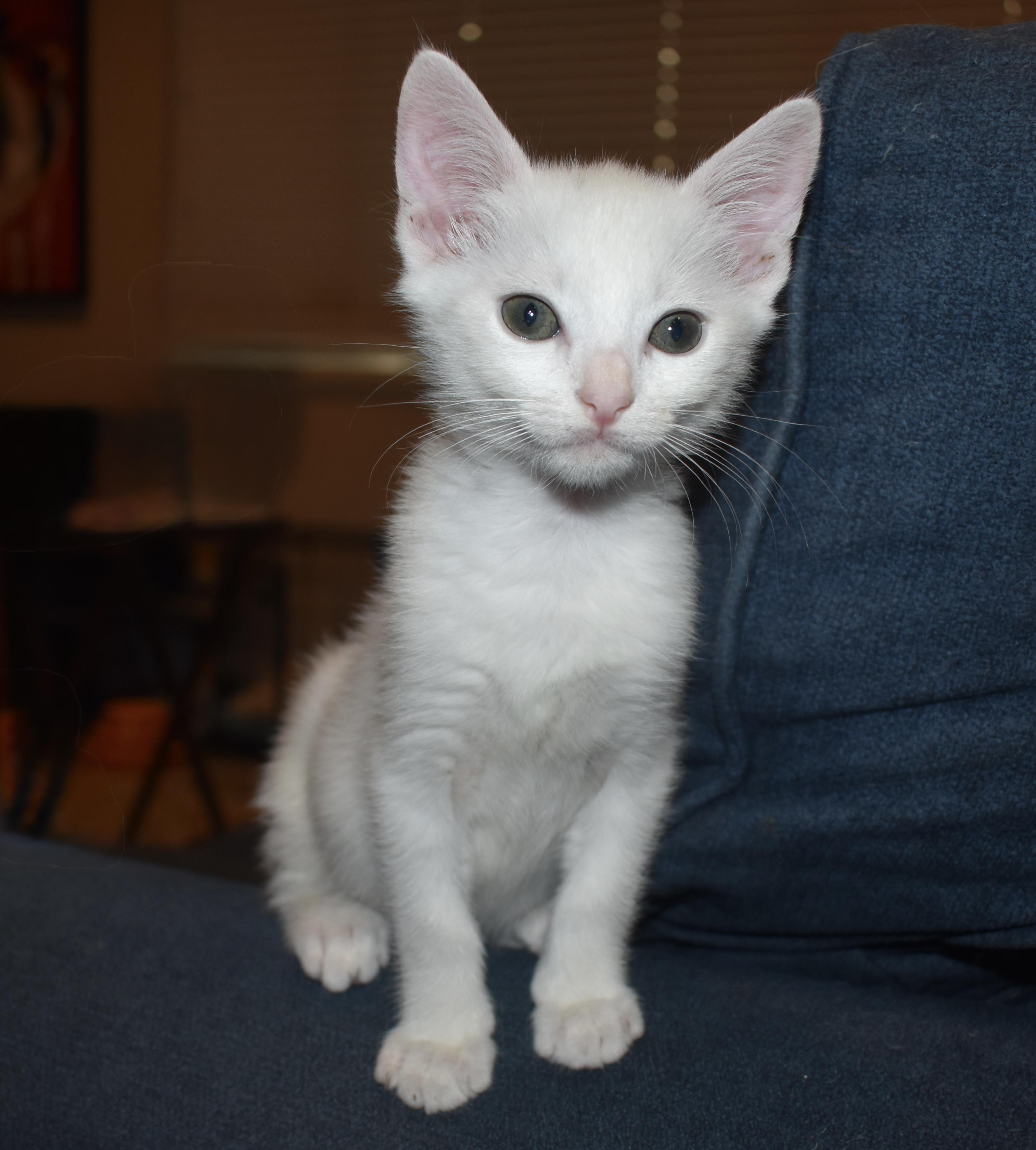 Zed, a ADOPTABLE mixed breed in Davis, CA image 3/3