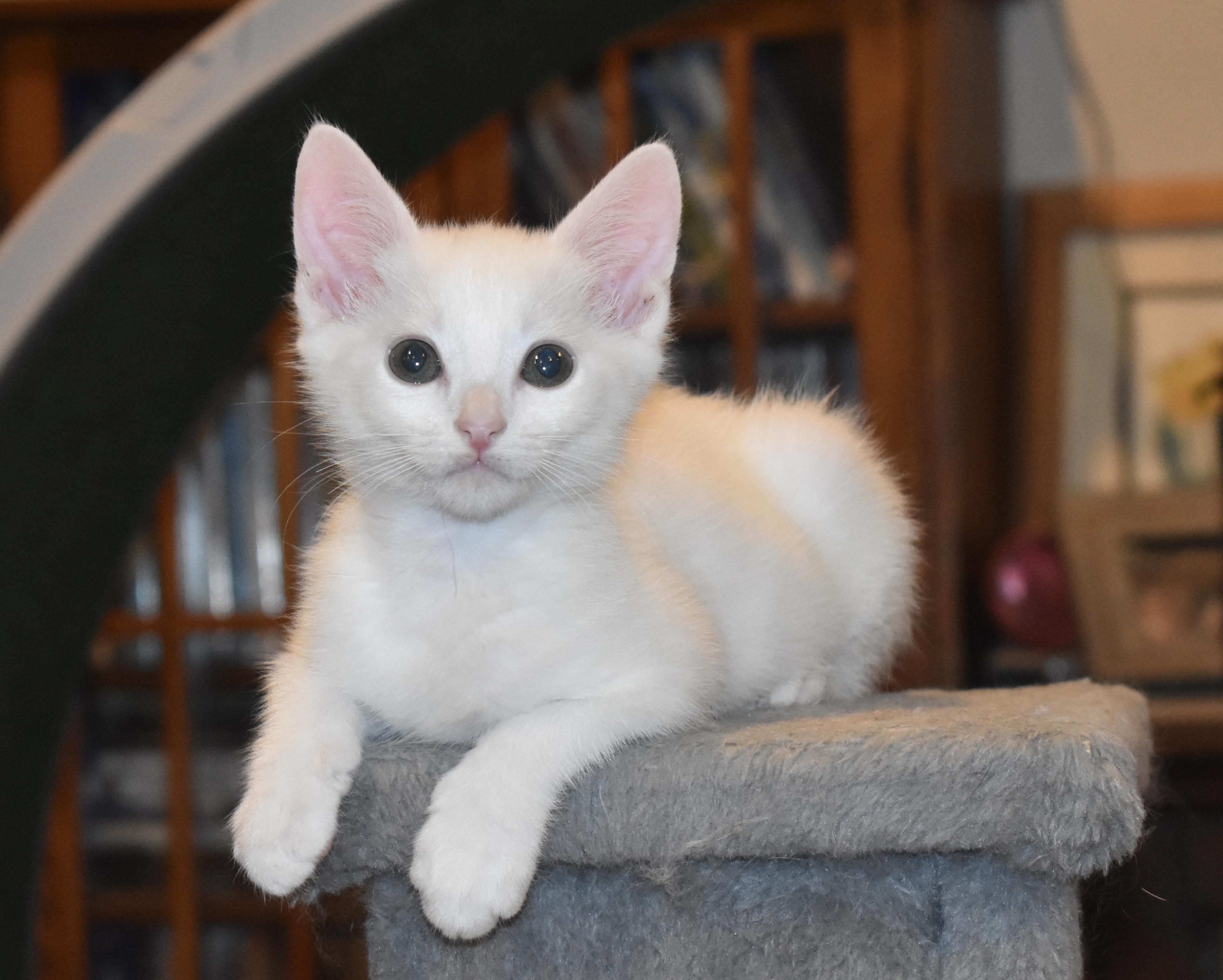Zed, ADOPTABLE, Young Male Turkish Angora.