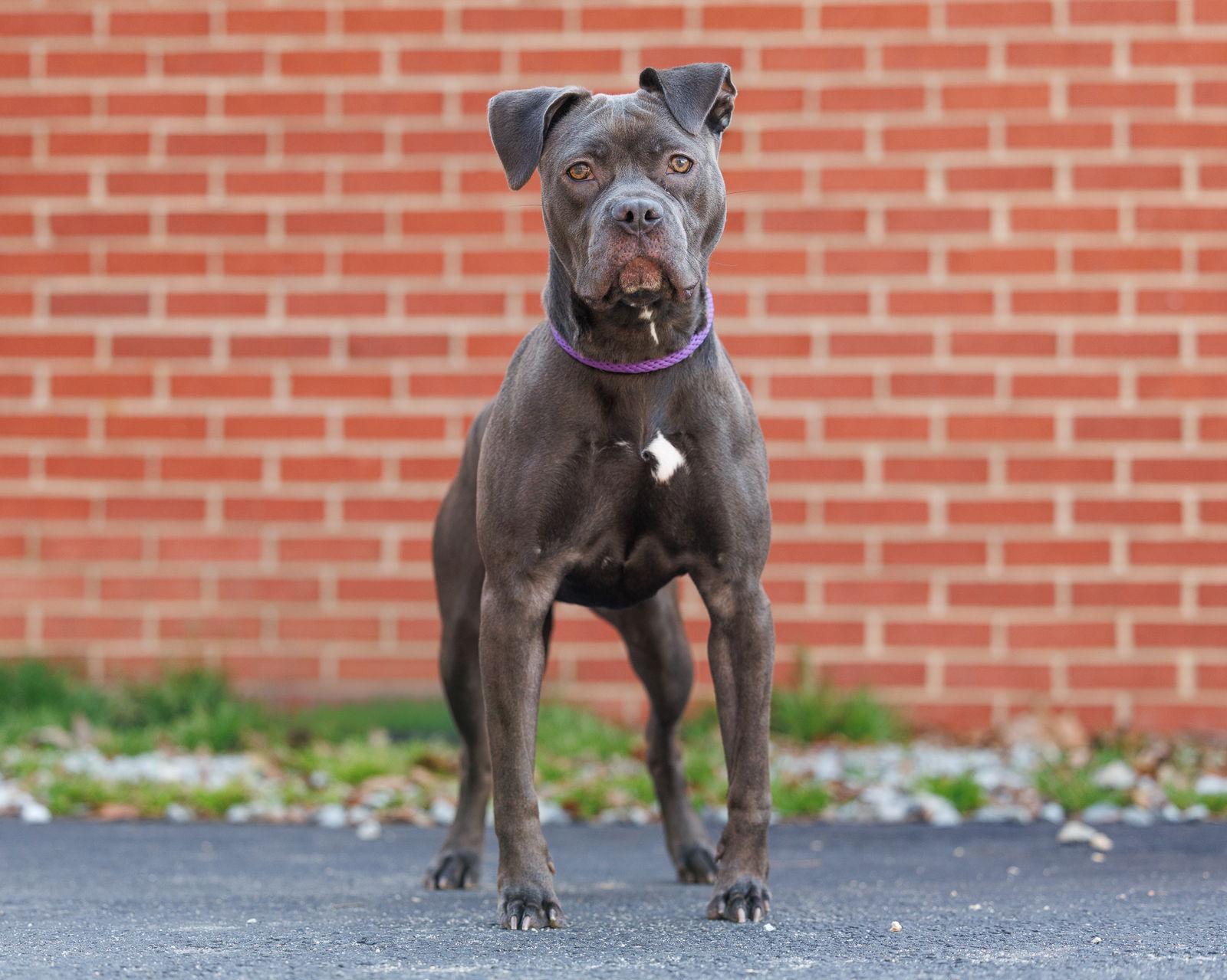 Enlarge Bonnie, a Adoptable Mixed Breed in Durham, NC image 1/1