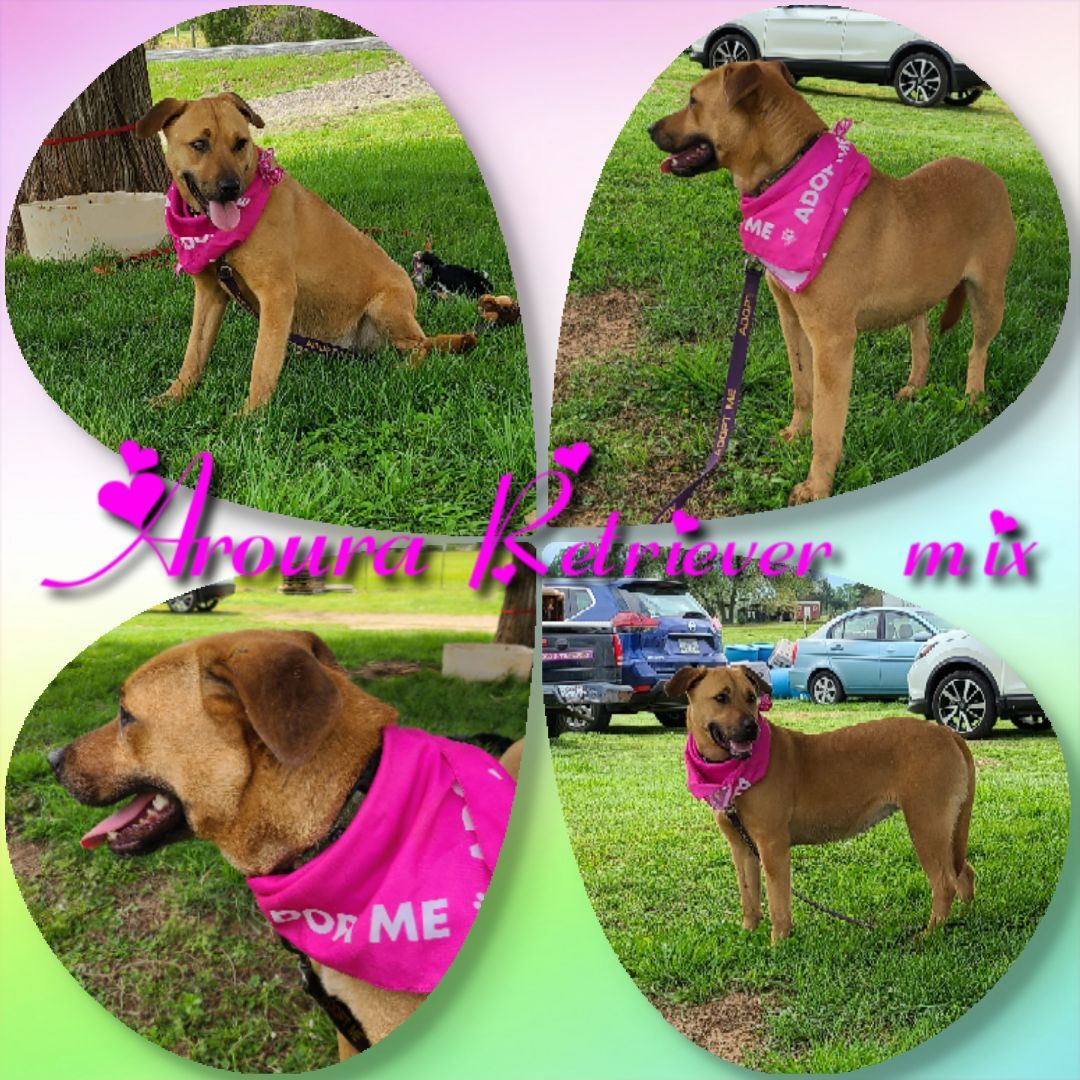 Aroua, an adoptable Retriever, Mixed Breed in Ashdown, AR, 71822 | Photo Image 1