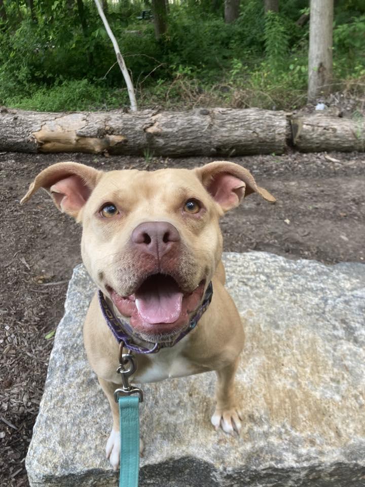 Vada, Adoptable, Adult Female Terrier.