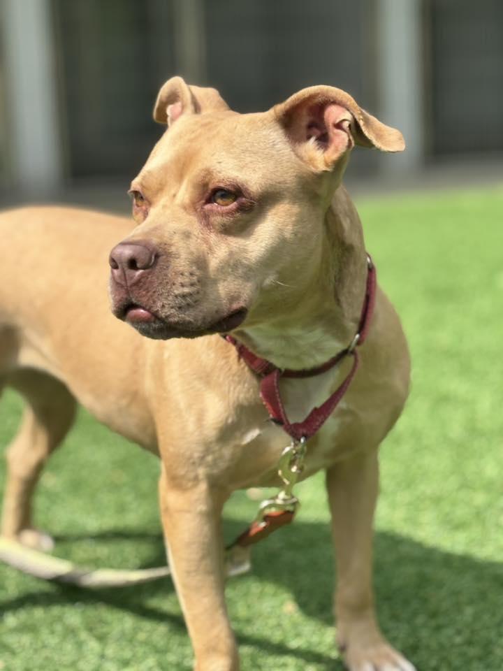 Enlarge Vada, a Adoptable Terrier in New Castle, DE image 2/3