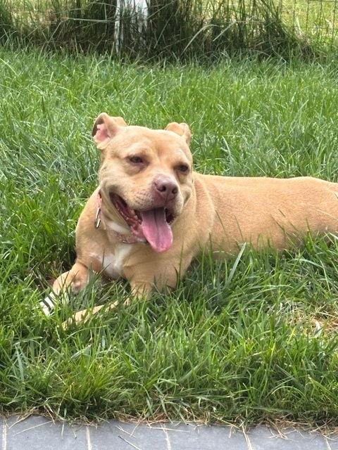 Enlarge Vada, a Adoptable Terrier in New Castle, DE image 3/3