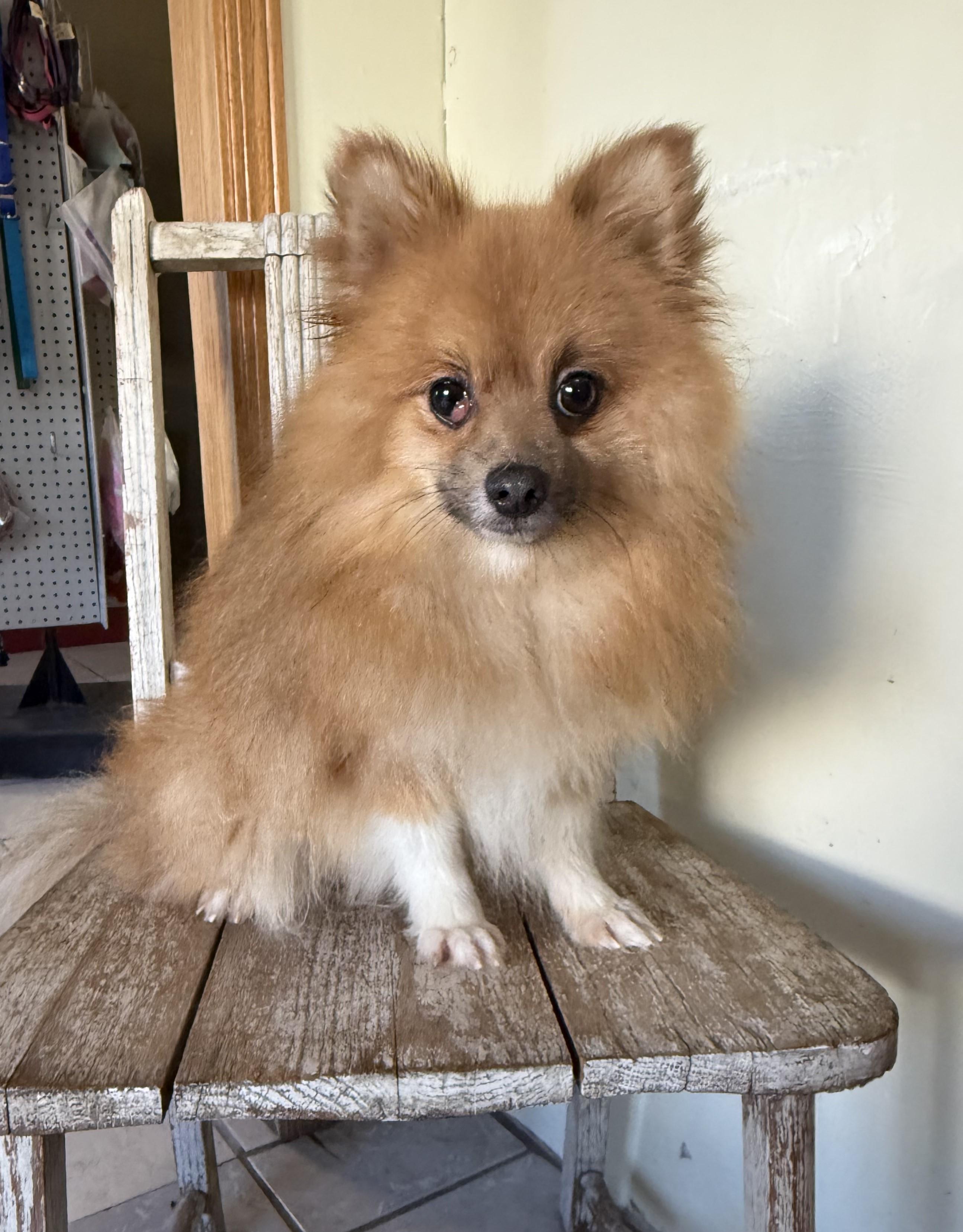 Eugene, an adoptable Pomeranian in Grant, NE, 69140 | Photo Image 1