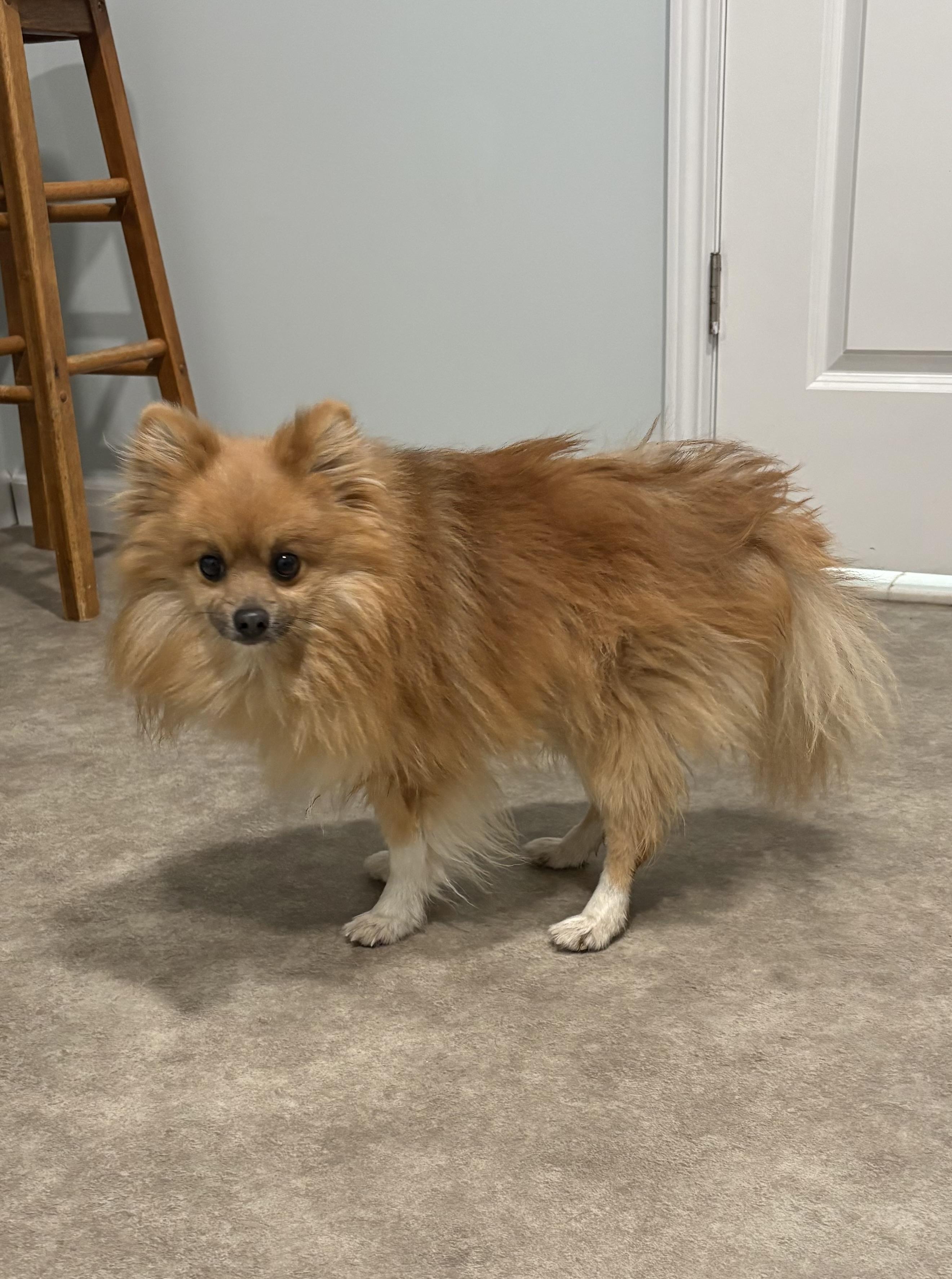 Enlarge Eugene, an adoptable Pomeranian in Grant, NE image 4/5