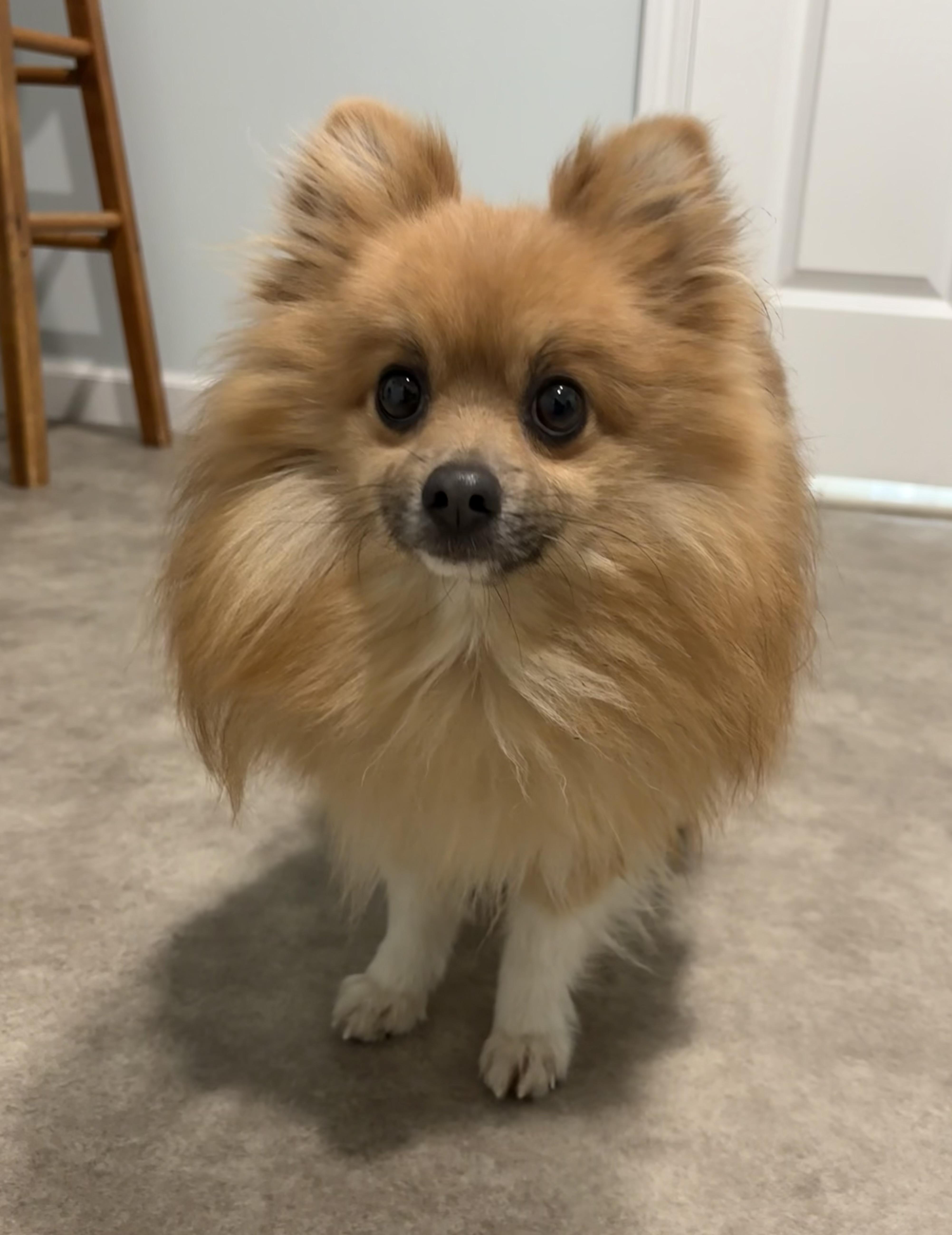 Eugene, adoptable, Adult Male Pomeranian.