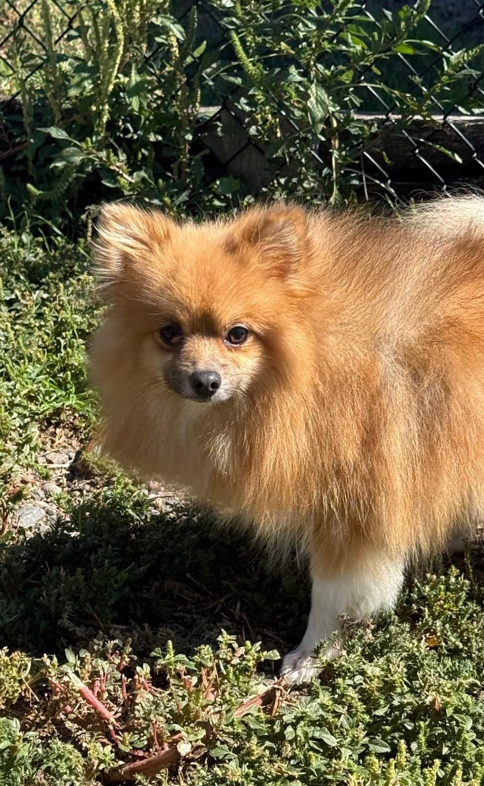 Enlarge Eugene, an adoptable Pomeranian in Grant, NE image 2/5
