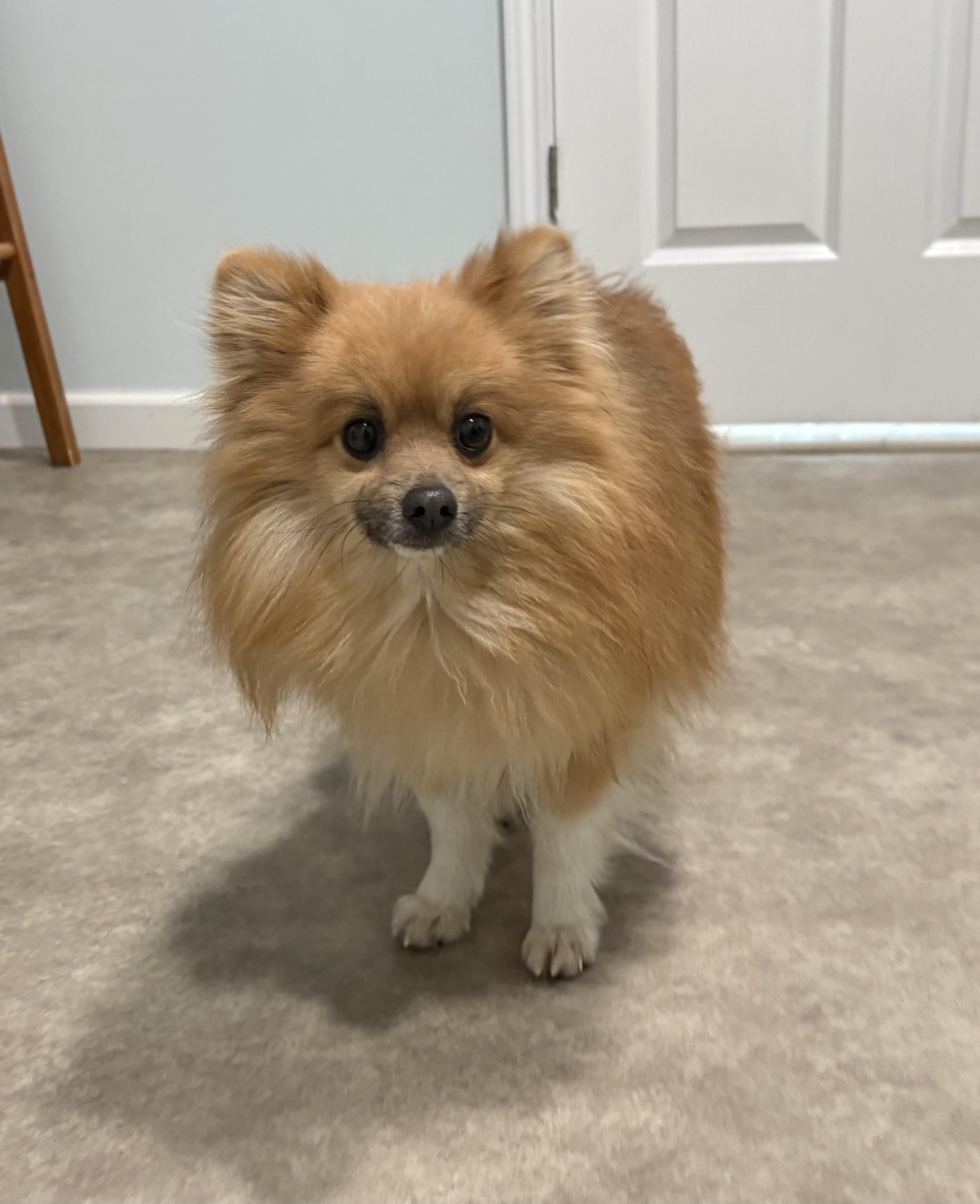 Enlarge Eugene, an adoptable Pomeranian in Grant, NE image 5/5