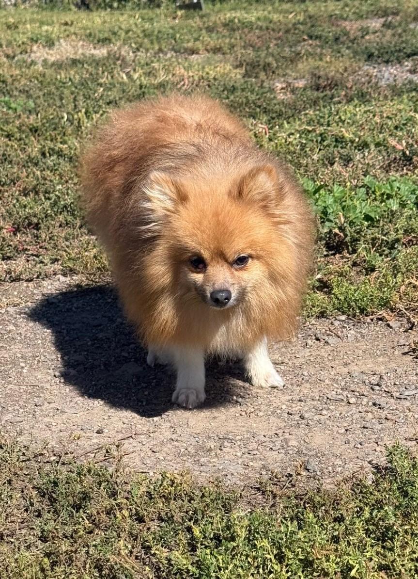Enlarge Eugene, an adoptable Pomeranian in Grant, NE image 3/5