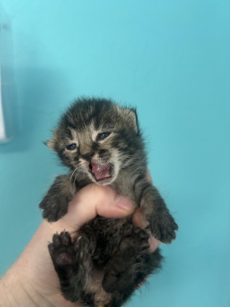 Tanner, Adoptable, Kitten Female Domestic Short Hair.