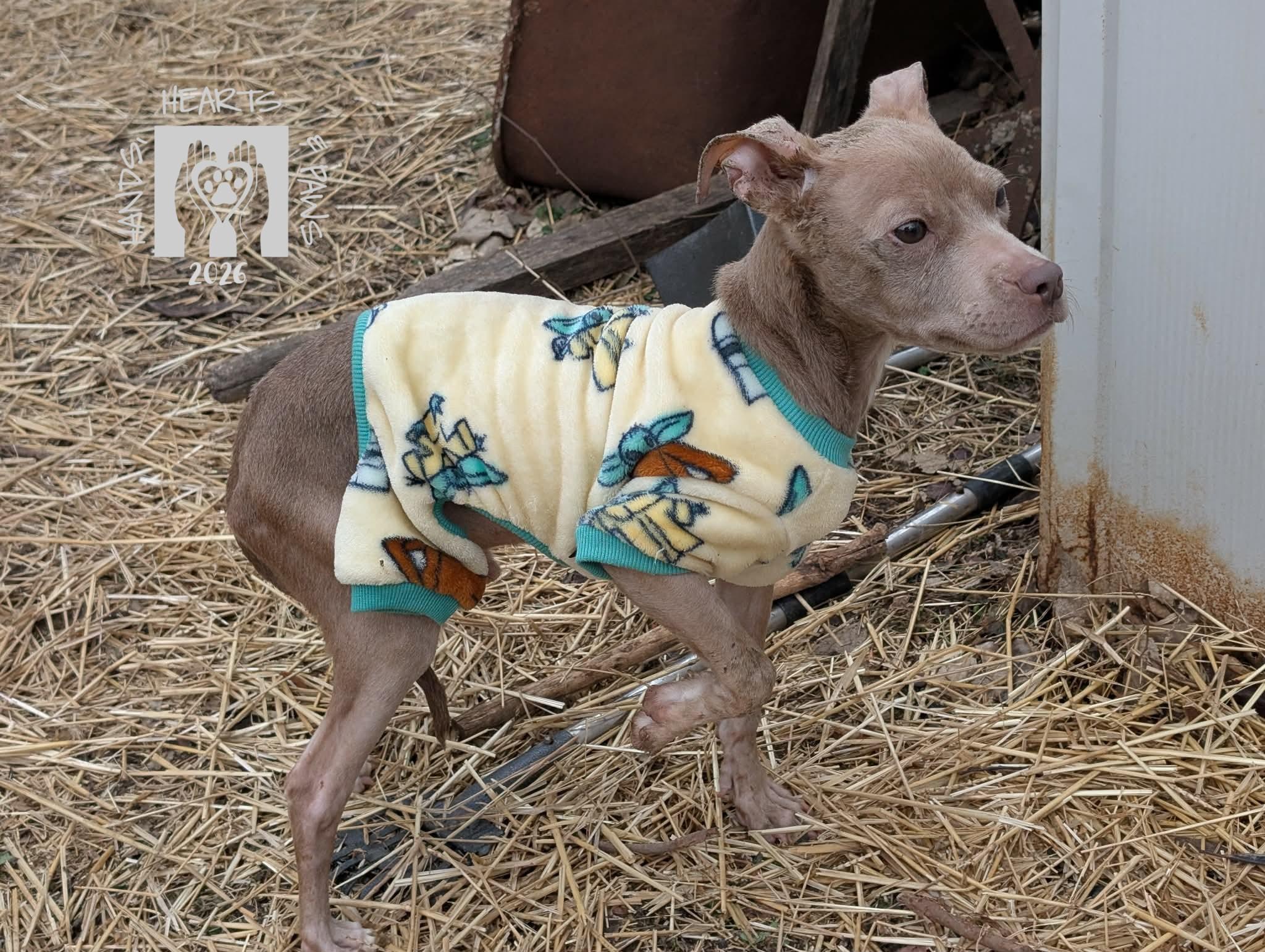 Enlarge Unicorn, a Adoptable mixed breed in Omaha, NE image 5/6