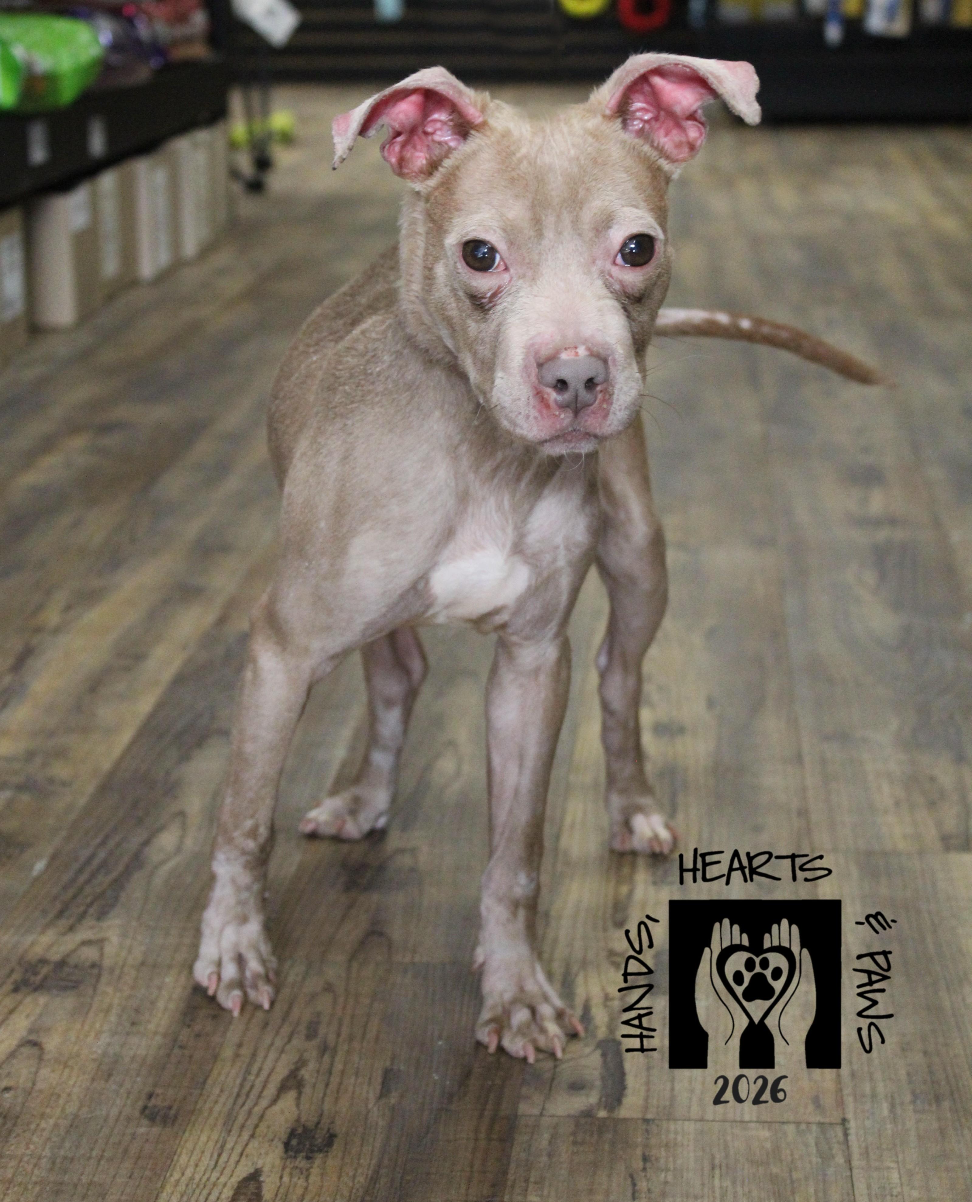 Enlarge Unicorn, a Adoptable mixed breed in Omaha, NE image 5/6