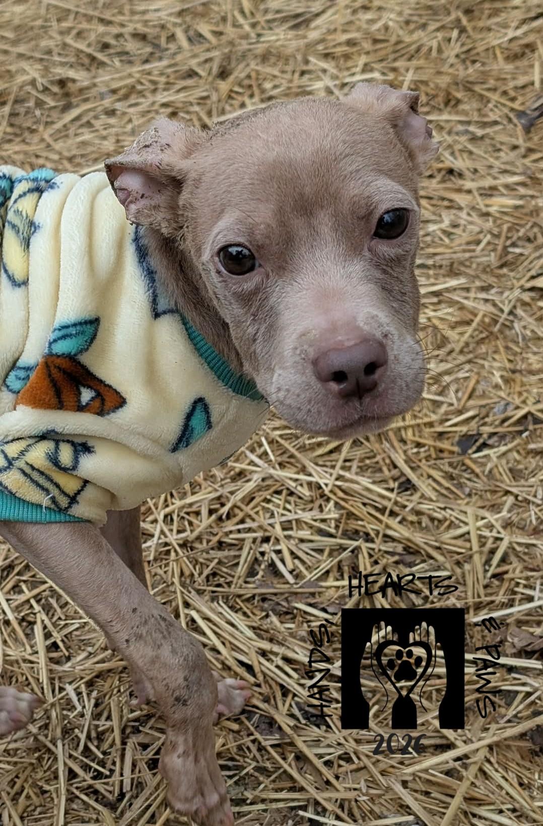 Enlarge Unicorn, a Adoptable mixed breed in Omaha, NE image 3/6