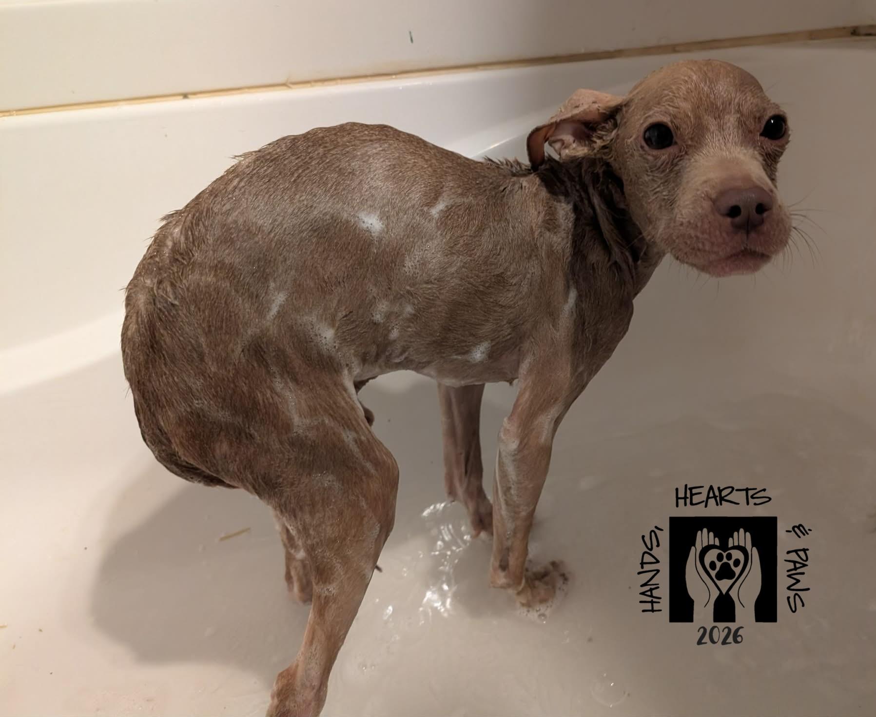 Enlarge Unicorn, a Adoptable mixed breed in Omaha, NE image 6/6