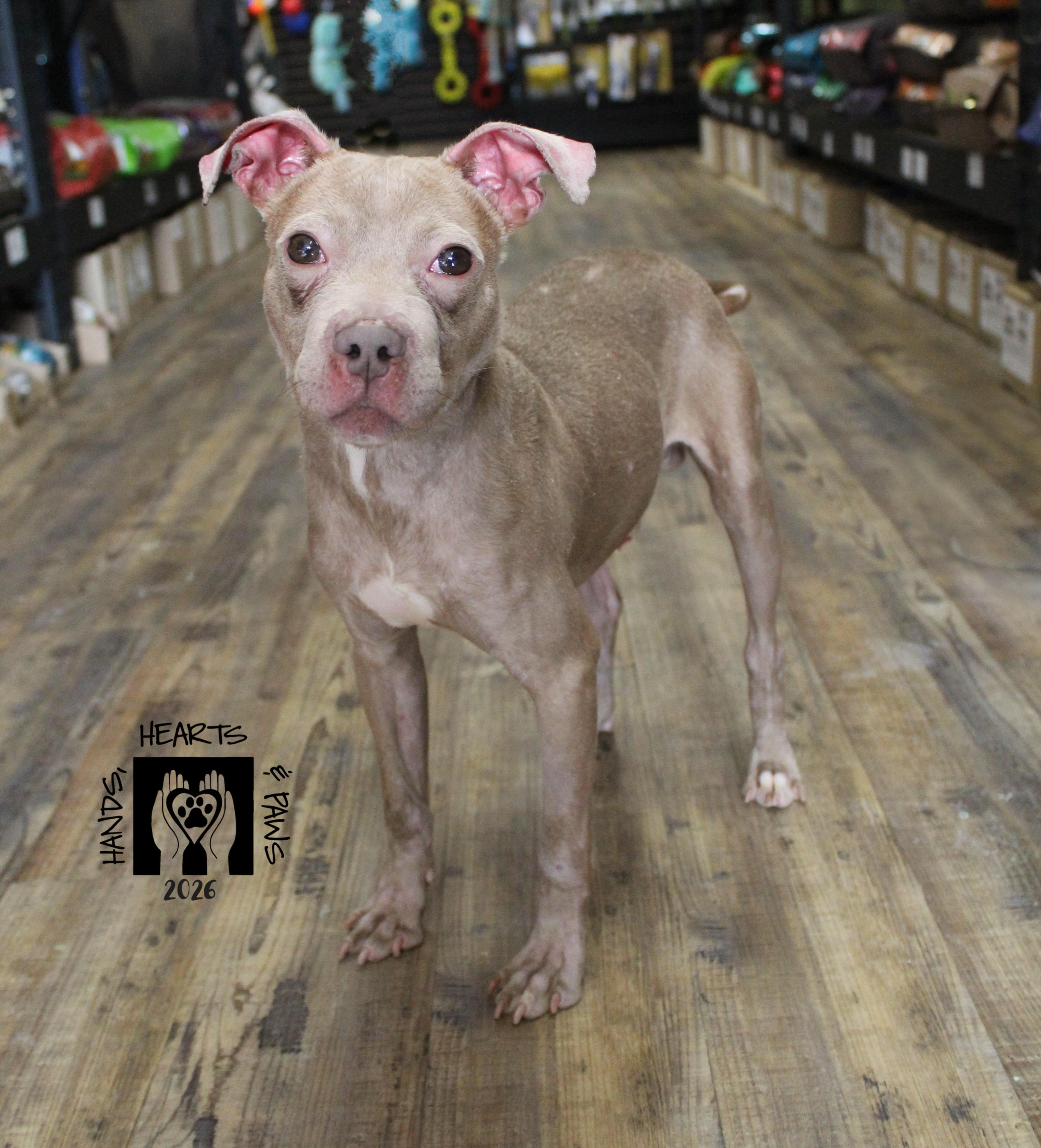 Unicorn, Adoptable, Young Male Terrier.