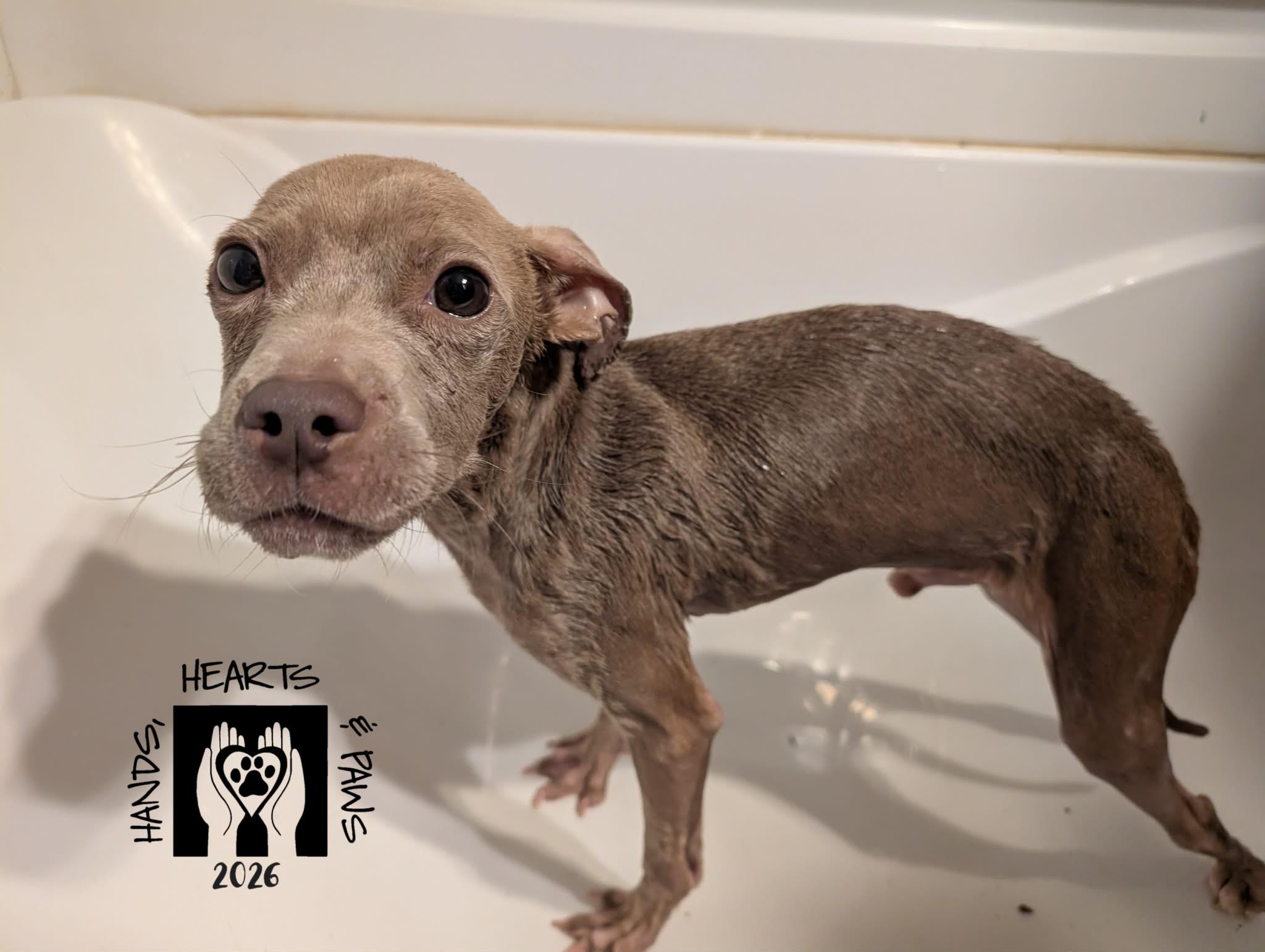 Unicorn-MEDICAL HOLD, Adoptable, Young Male Terrier.