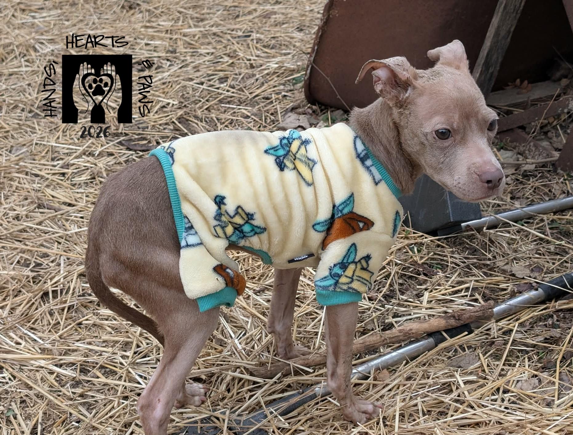 Enlarge Unicorn, a Adoptable mixed breed in Omaha, NE image 4/6