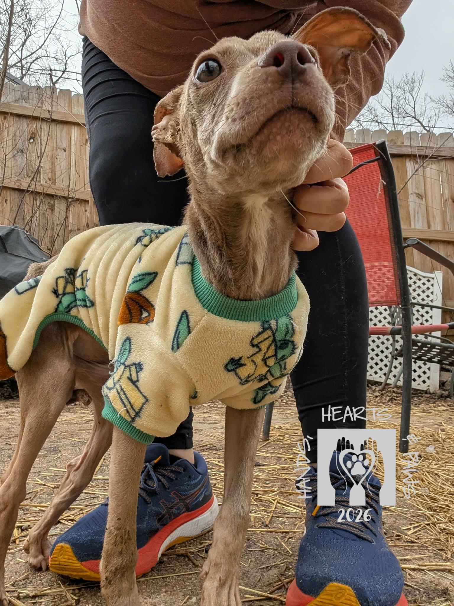 Enlarge Unicorn, a Adoptable mixed breed in Omaha, NE image 2/6