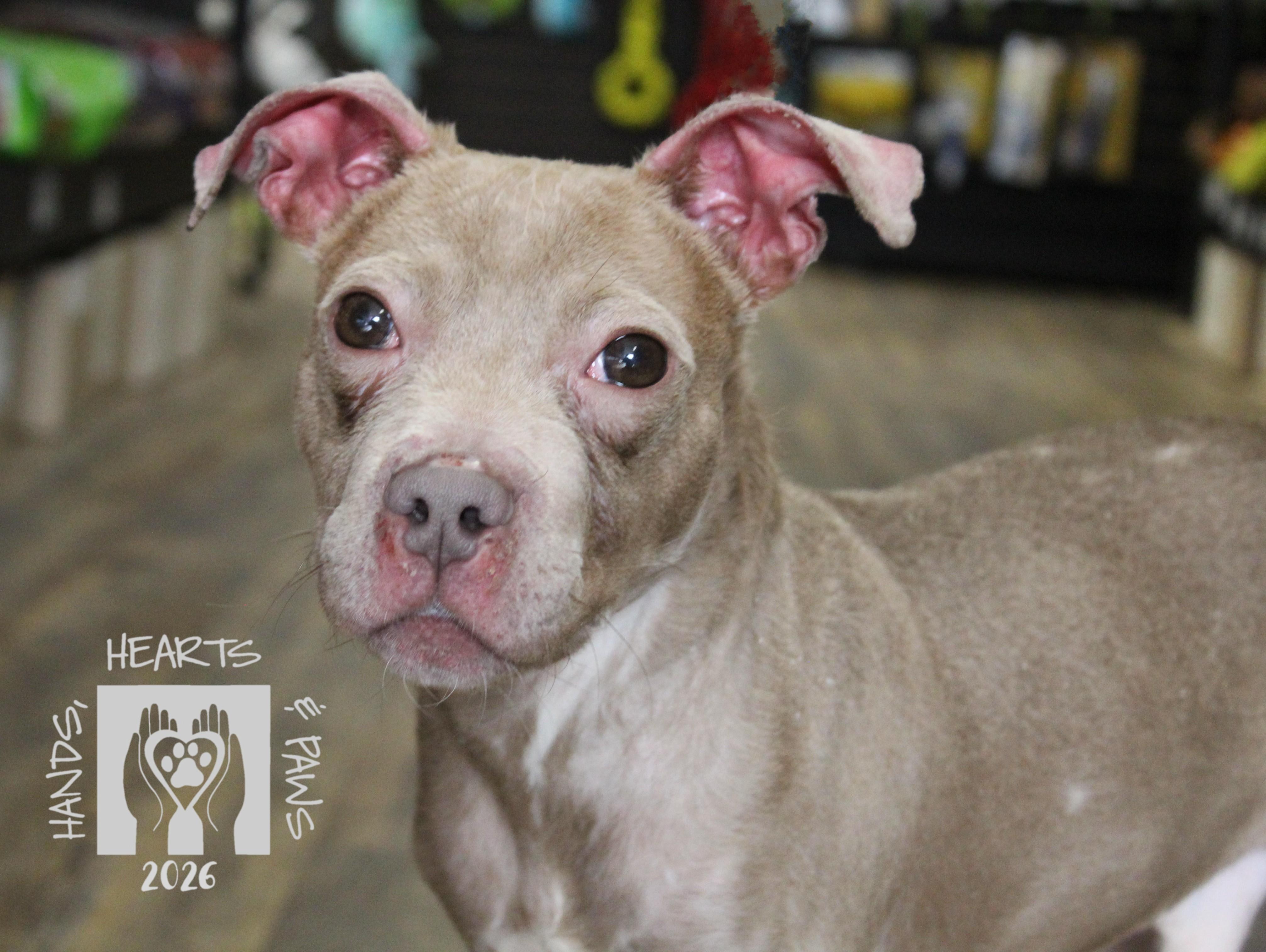 Enlarge Unicorn, a Adoptable mixed breed in Omaha, NE image 6/6