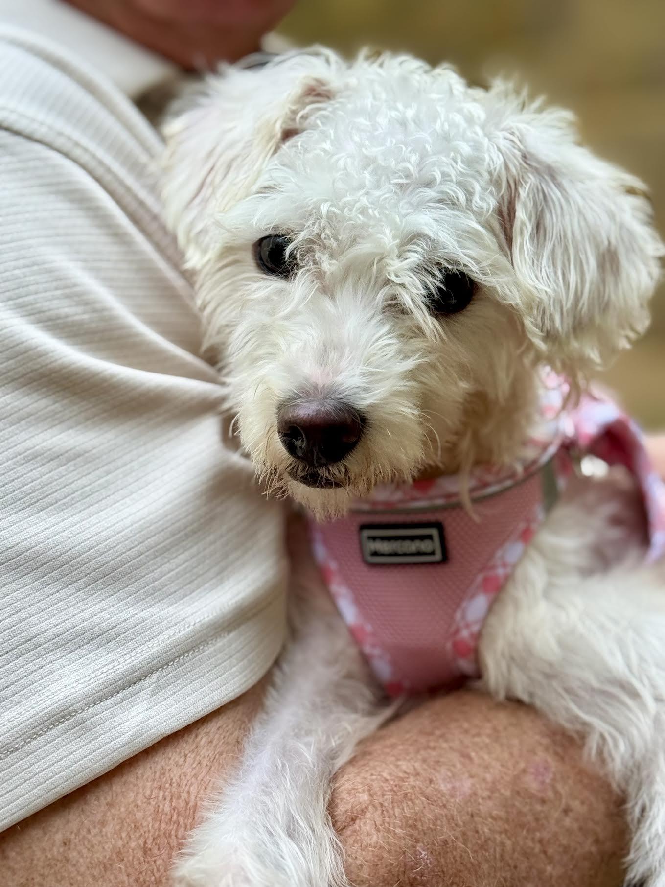 Enlarge Dara, a Adoptable mixed breed in Cumming, GA image 6/6