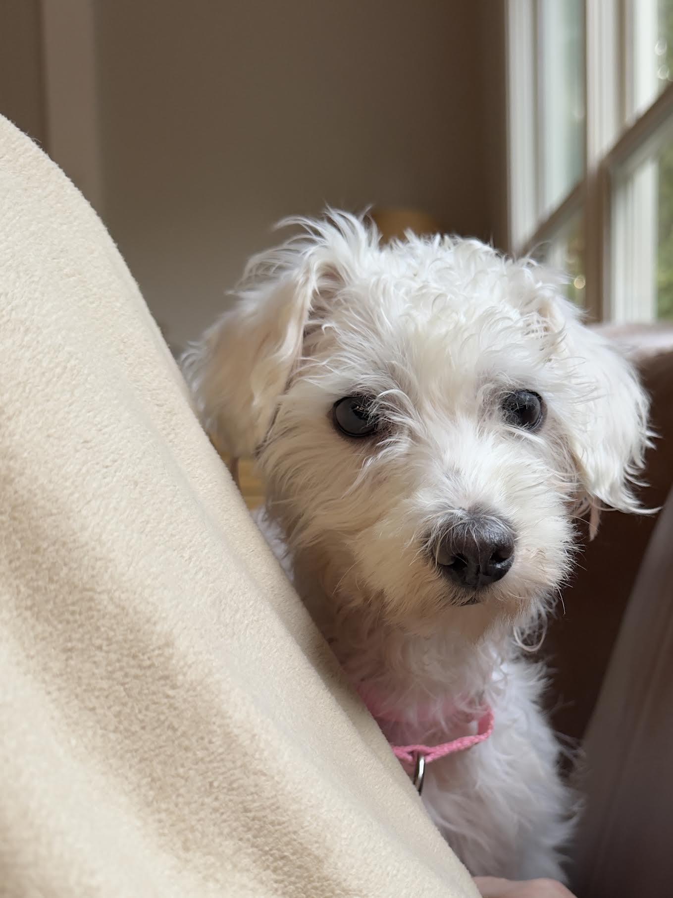 Enlarge Dara, a Adoptable mixed breed in Cumming, GA image 3/6