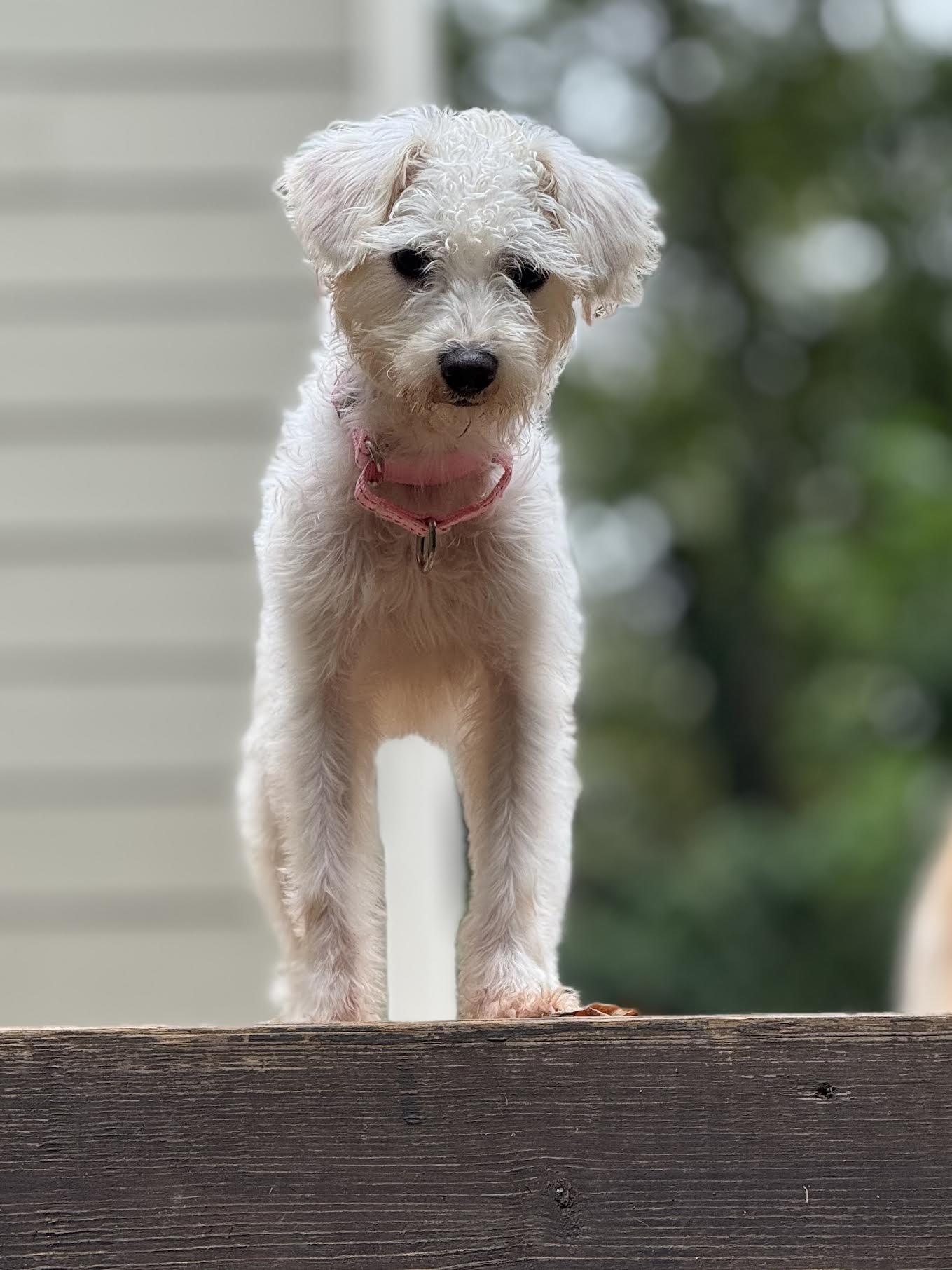 Enlarge Dara, a Adoptable mixed breed in Cumming, GA image 2/6