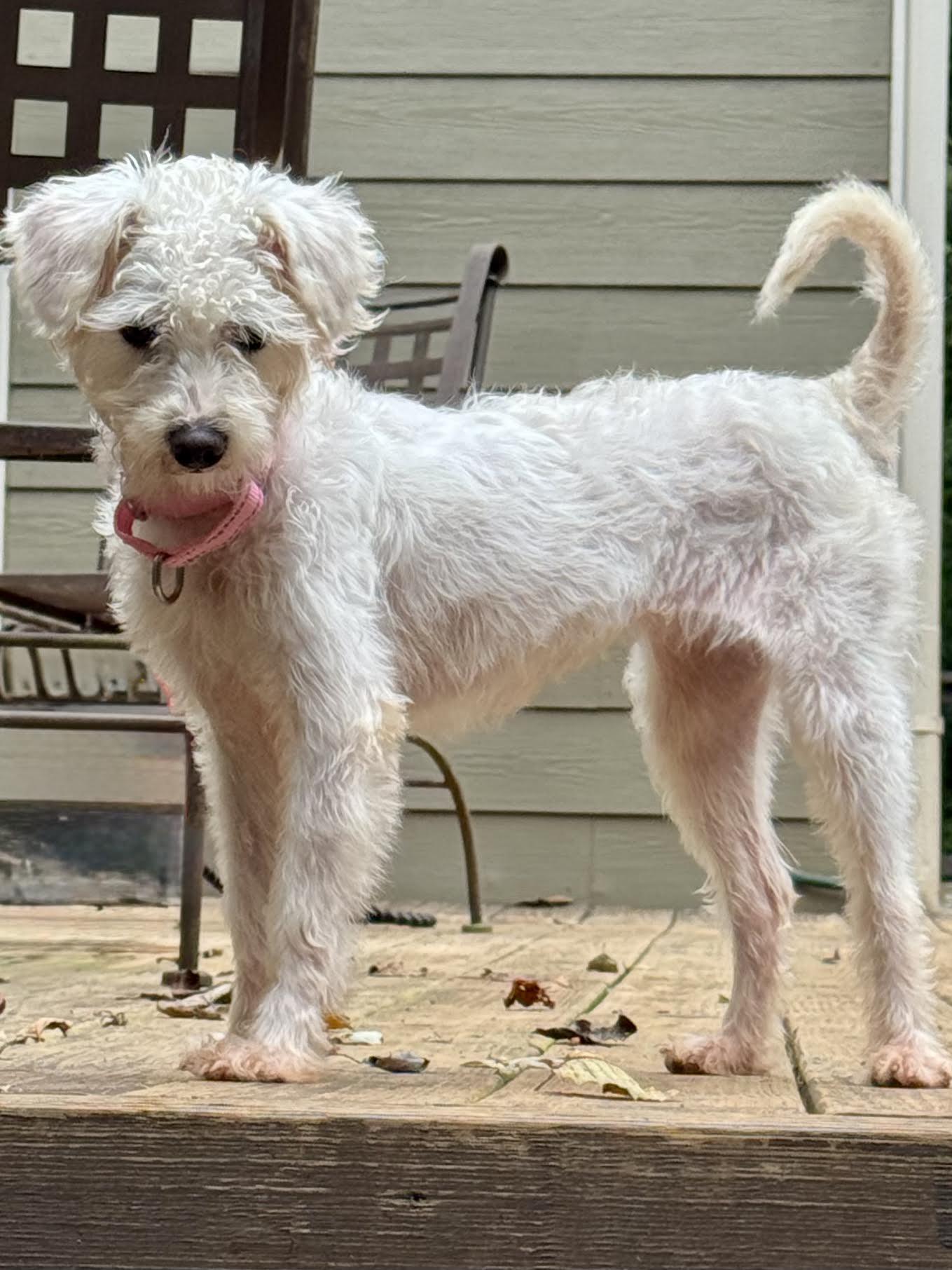 Enlarge Dara, a Adoptable mixed breed in Cumming, GA image 4/6