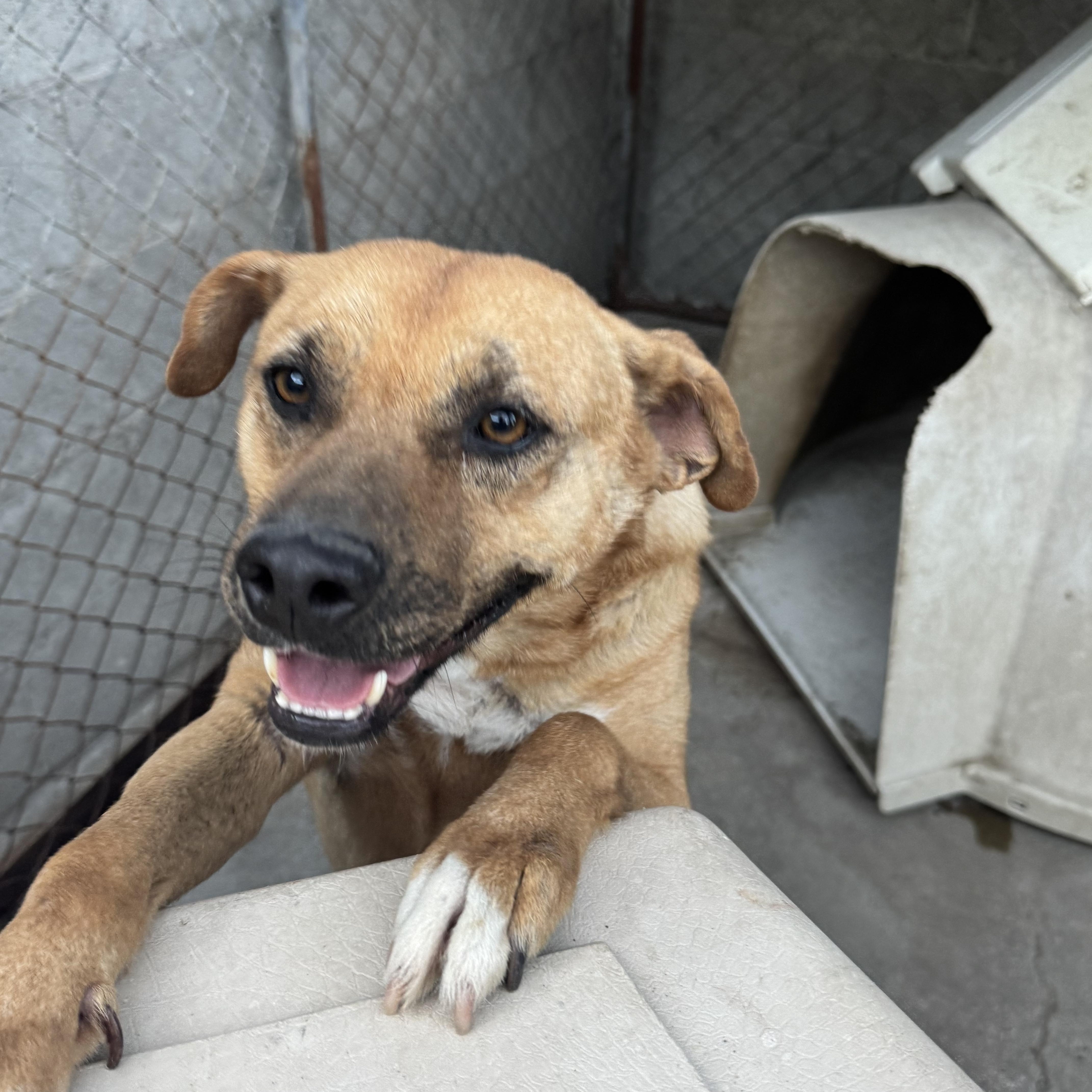 Enlarge Evelyn, a Adoptable Mixed Breed in Puyallup, WA image 2/5