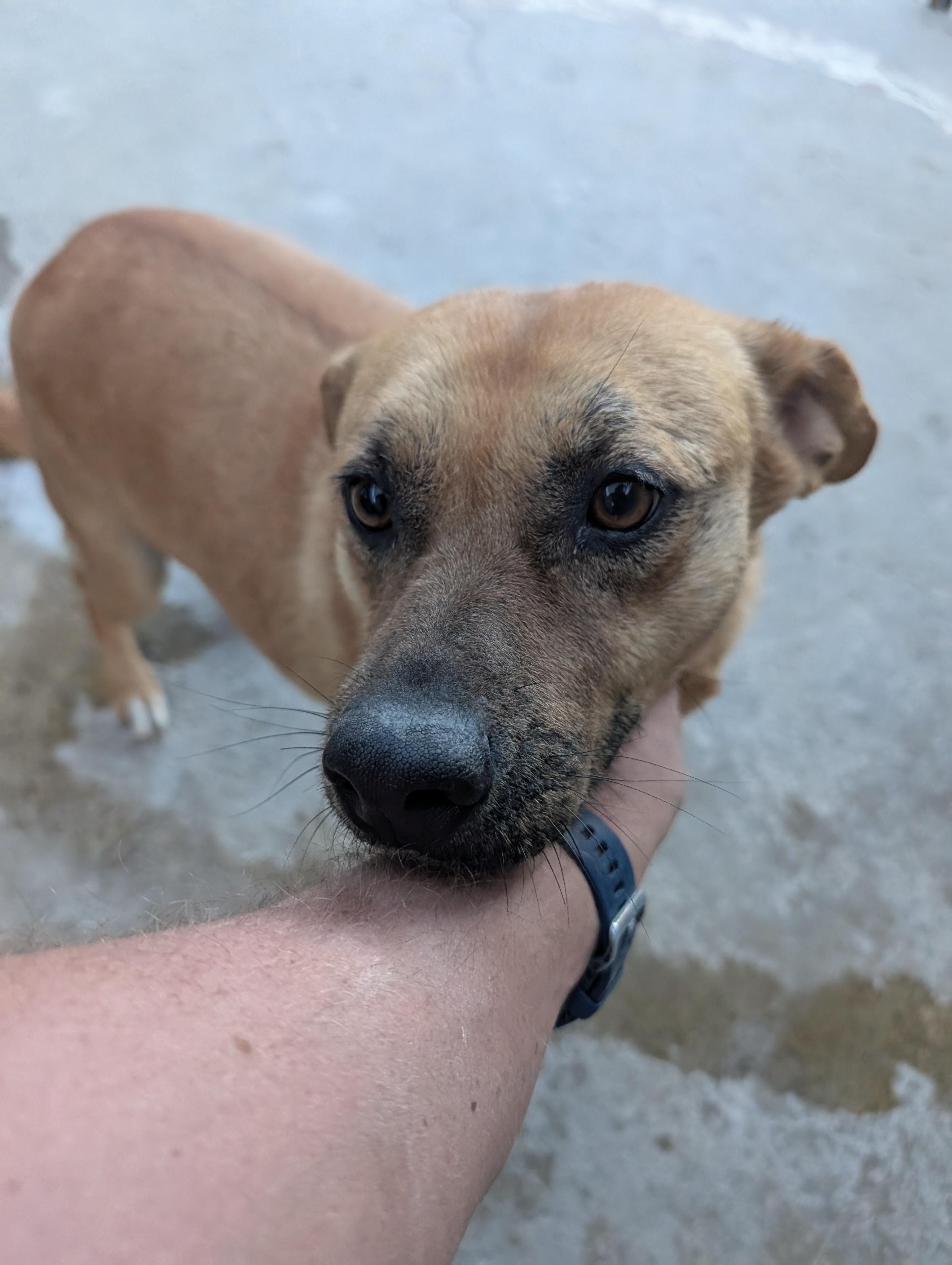 Enlarge Evelyn, a Adoptable Mixed Breed in Puyallup, WA image 5/5