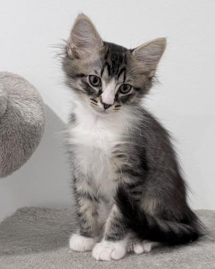 Enlarge Dolly at PetSmart in Athens, GA, a Adoptable Domestic Medium Hair in Bishop, GA image 1/1