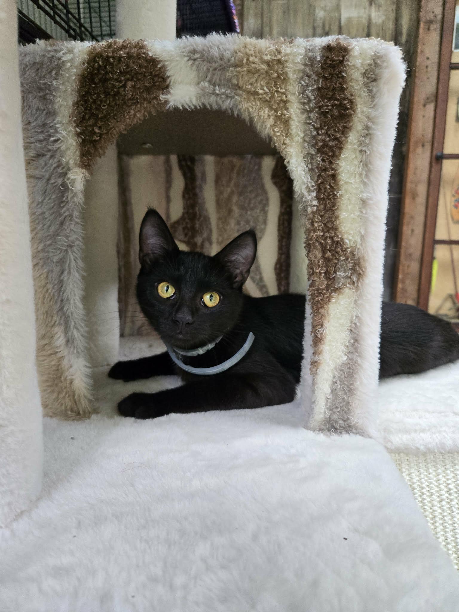 Coven, Adoptable, Kitten Male Domestic Short Hair & Bengal.
