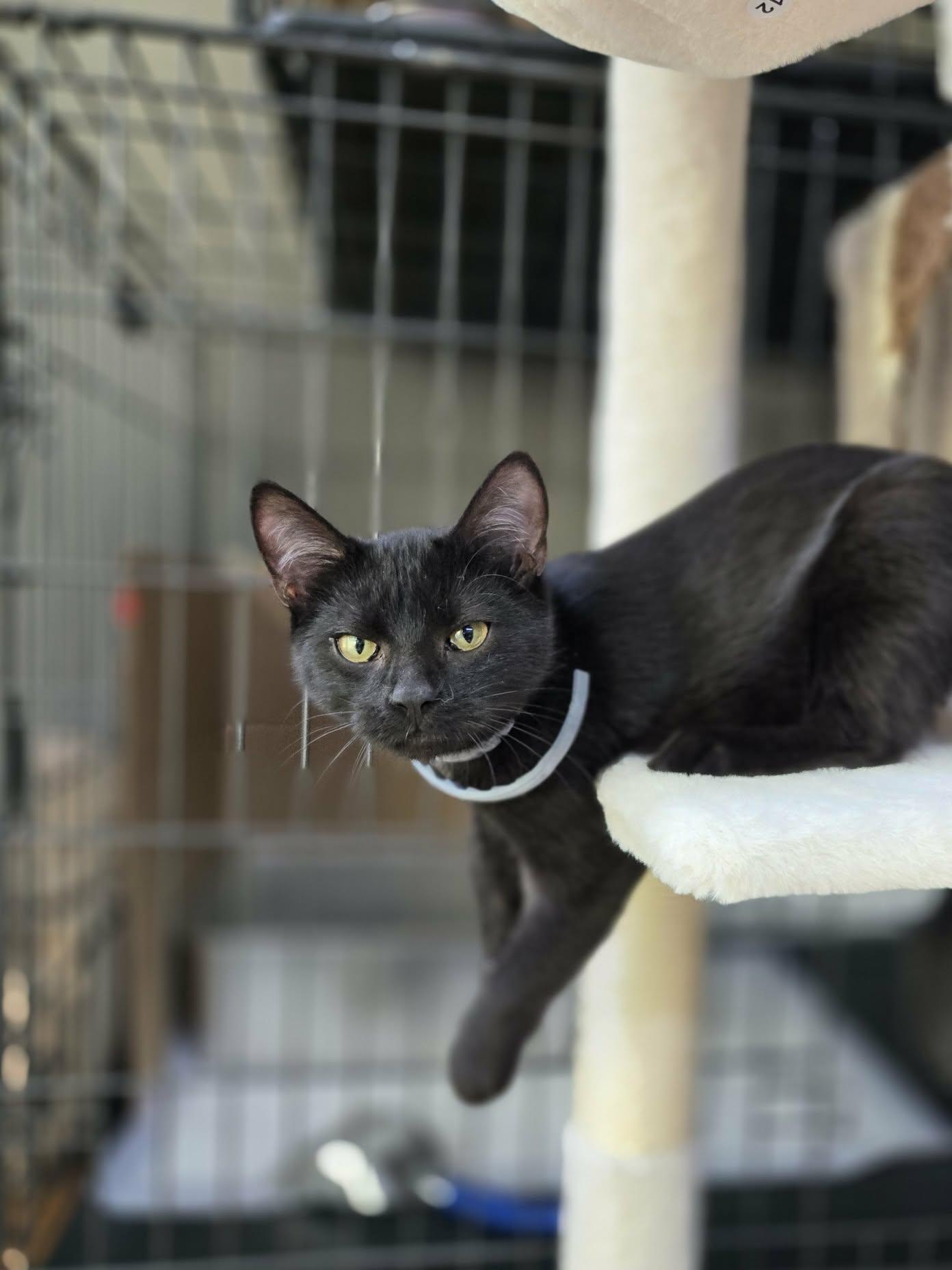 Enlarge Coven, a Adoptable mixed breed in Rochester, NY image 2/3