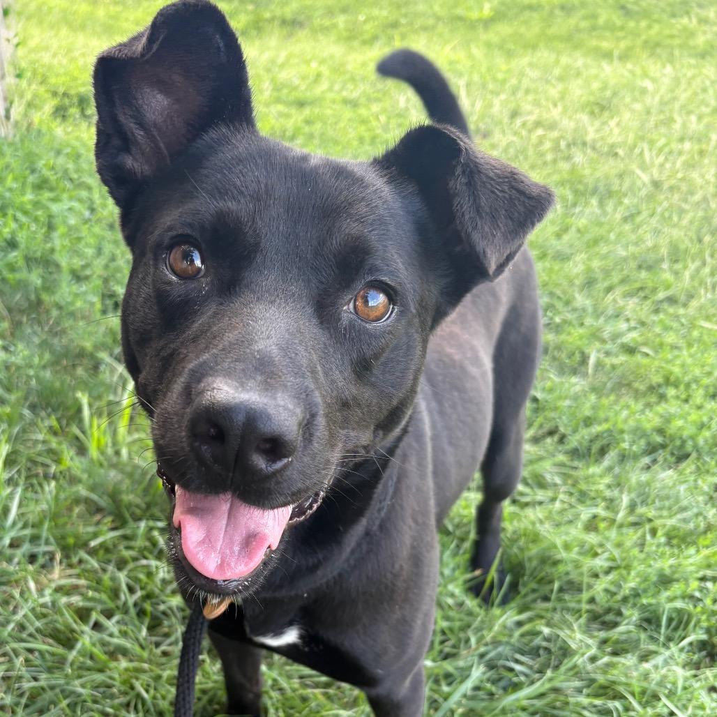 Macho Nacho P4P, Adoptable, Adult Male Mixed Breed & Mixed Breed.