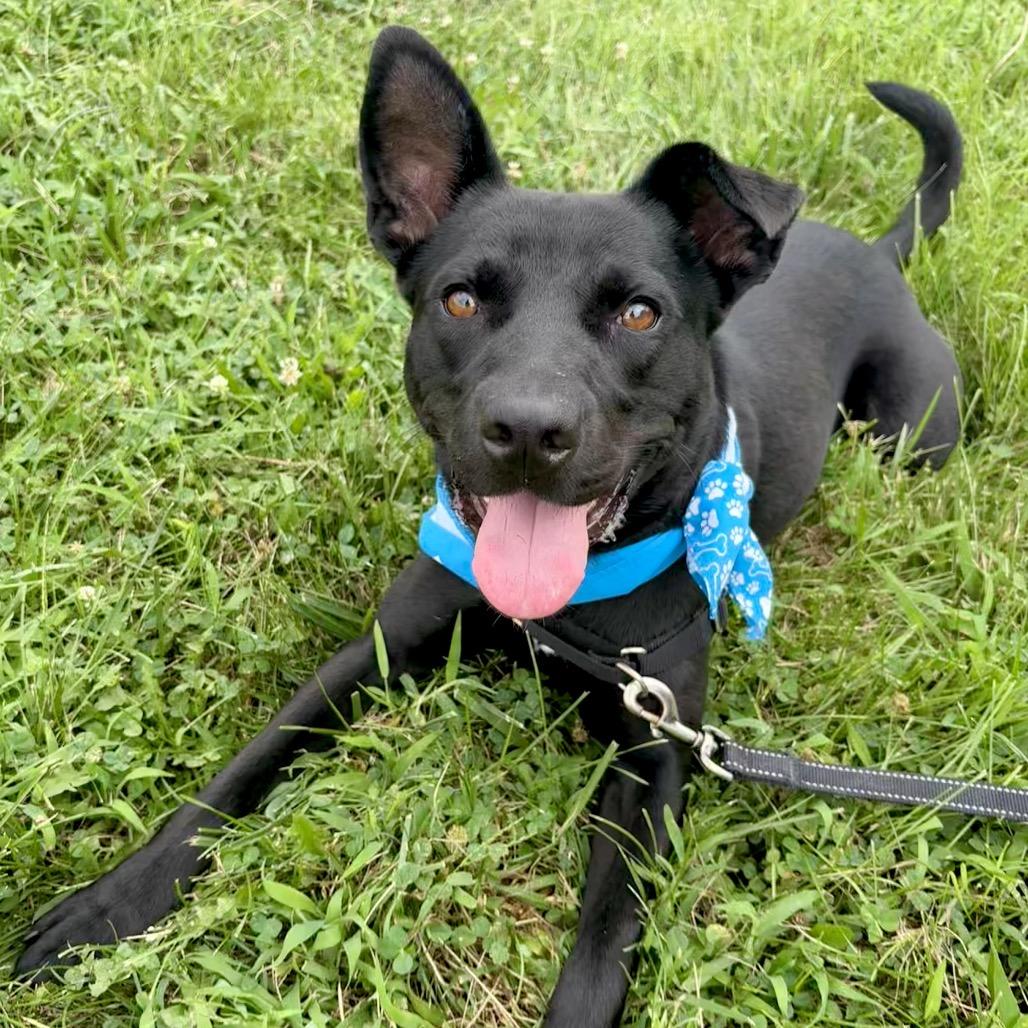 Enlarge Macho Nacho P4P, a Adoptable mixed breed in St Joseph, MO image 2/6