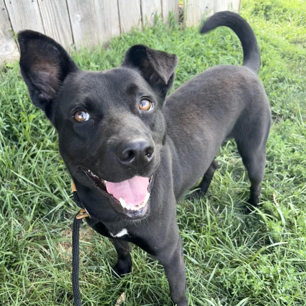 Enlarge Macho Nacho P4P, a Adoptable mixed breed in St Joseph, MO image 3/6