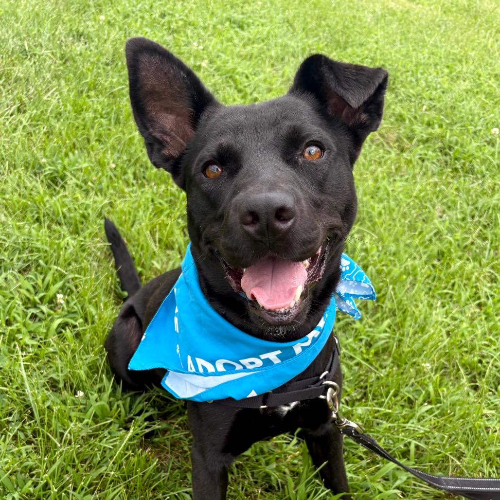 Enlarge Macho Nacho P4P, a Adoptable mixed breed in St Joseph, MO image 4/6