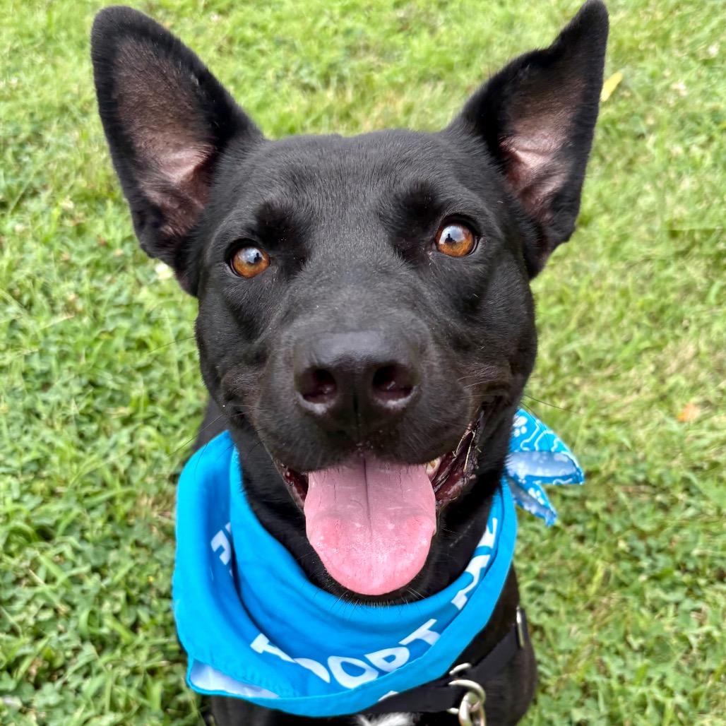 Enlarge Macho Nacho P4P, a Adoptable mixed breed in St Joseph, MO image 5/6