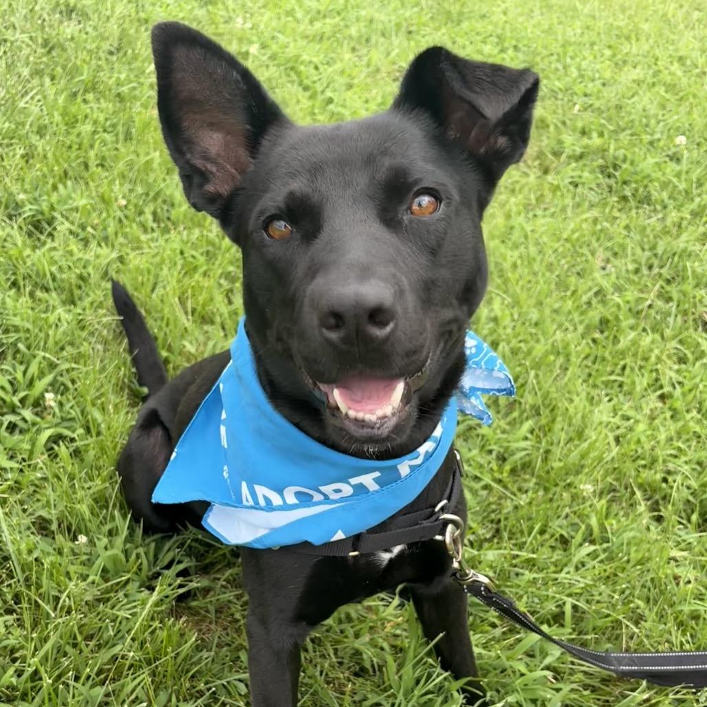 Enlarge Macho Nacho P4P, a Adoptable mixed breed in St Joseph, MO image 6/6