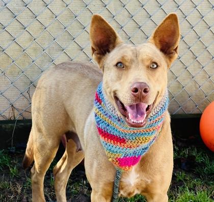 Turkey $85, Adoptable, Adult Female Carolina Dog & Mixed Breed.
