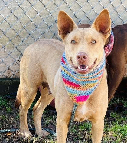 Turkey $ thumbnail 2