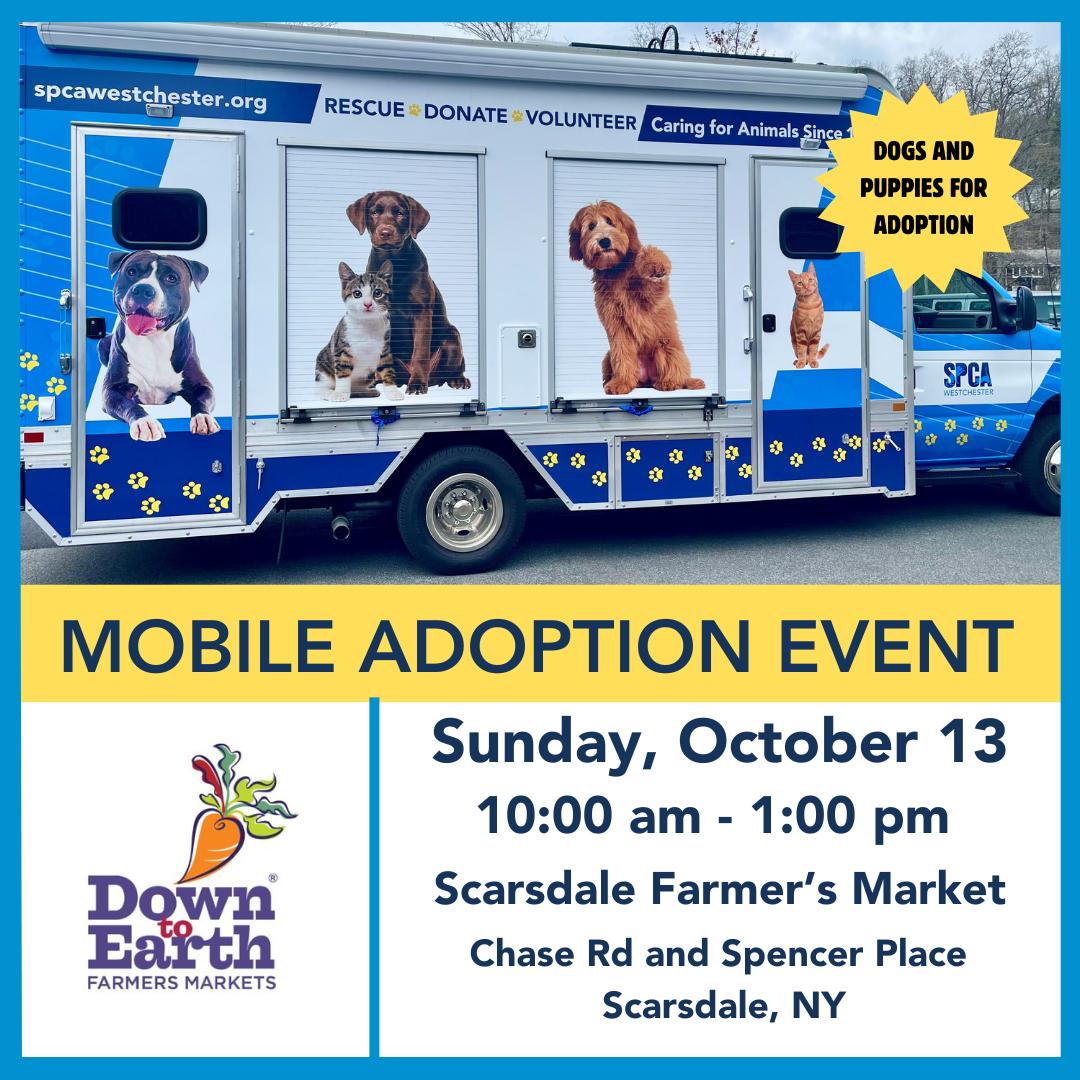 Dog for adoption a Available at Offsite Event 10/13 Bali **please