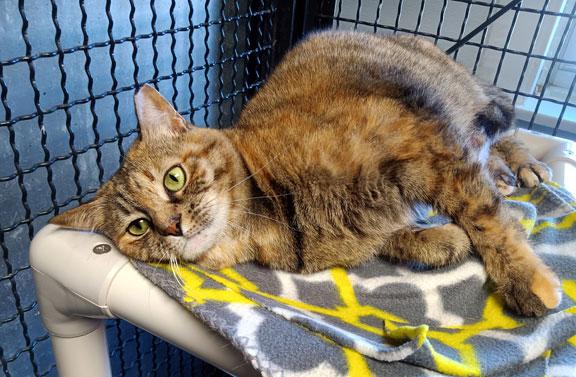 Tilly, a Adoptable Torbie in Fort Leavenworth, KS image 3/5
